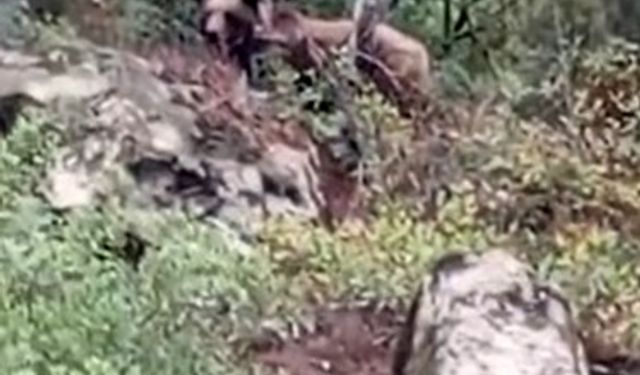 Bursa’da kaymakamlık uyardı: Dikkat ayı çıkabilir