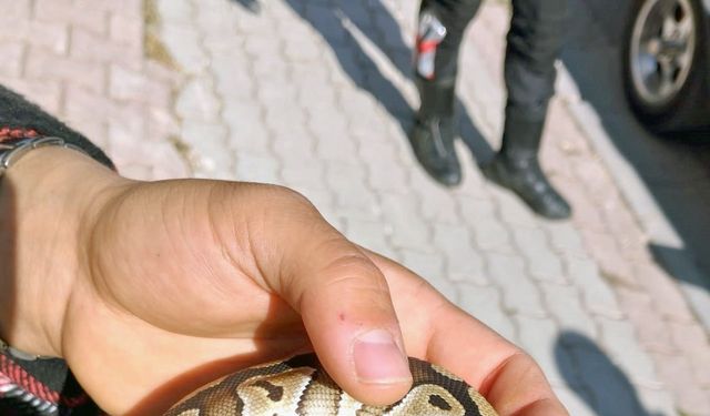 Cebinden yavru piton yılanı çıktı