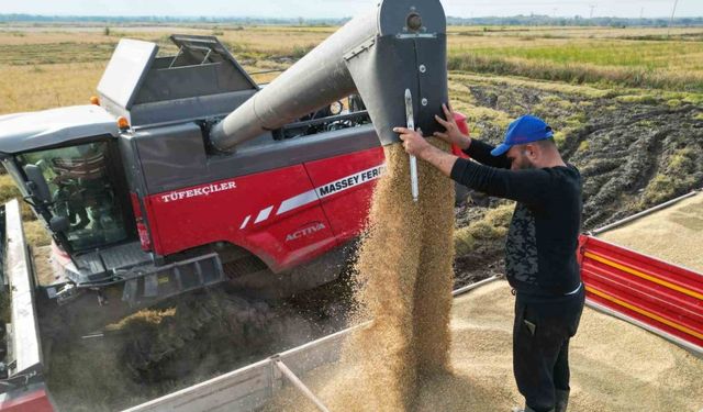 Çeltik hasadı başladı