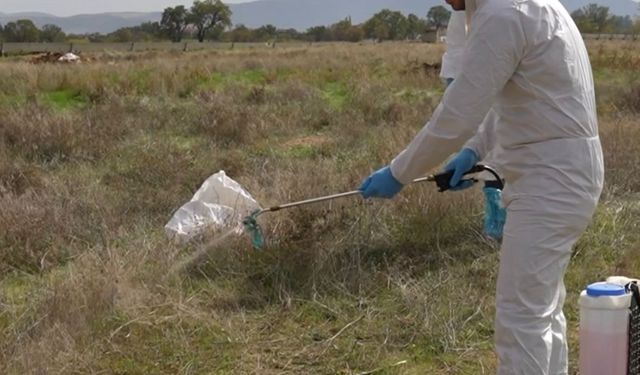 Çivril Belediyesi ilçede yaşanılan şap hastalığı için çalışmalarını sürdürüyor