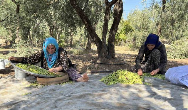 Coğrafi işaretli Derik zeytininde hasat başladı