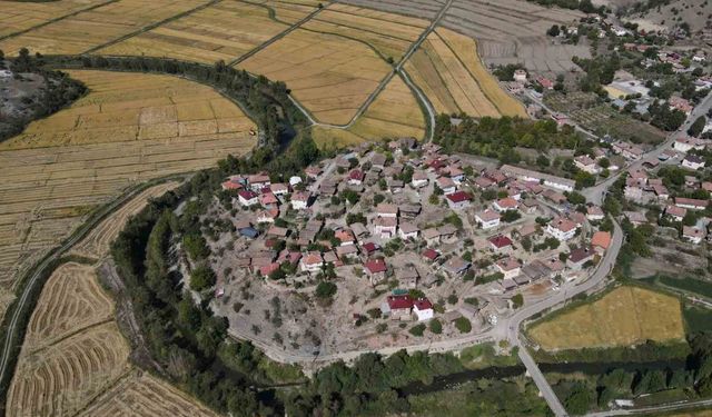 Coğrafi işaretli Tosya pirincinde susuzluk sebebiyle istenilen rekolteye ulaşılamadı