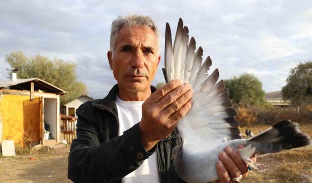 Değeri yarım milyondan fazla, yurt dışından bile talep görüyor