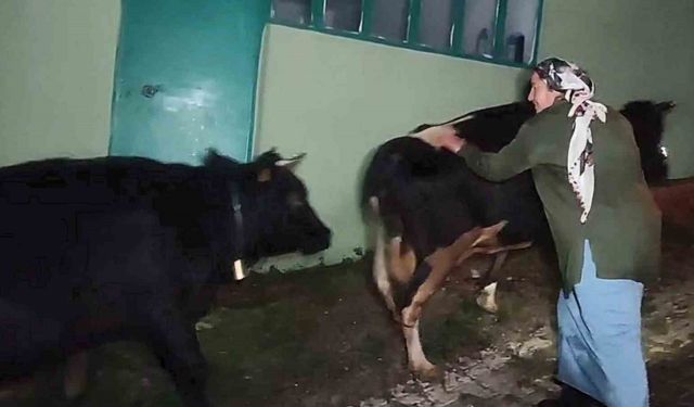 Dere suyu yükselince mahsur kalan hayvanlar 2.5 saatlik operasyonla kurtarıldı