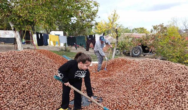 Devletten 49 yıllığına bedelsiz kiralanan arazilerde ceviz bereketi