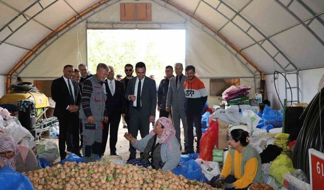 Dinar’da ceviz hasadı başladı