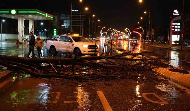 Edirne’de sağanak yağış ve rüzgar, ağacı devirdi