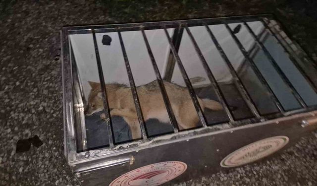 Ekipler gelene kadar çarptıkları tilkinin başından ayrılmadılar