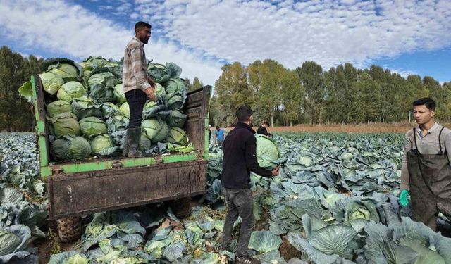 Erciş’te lahana hasadı başladı