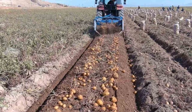 Erciş’te patates hasadı başladı