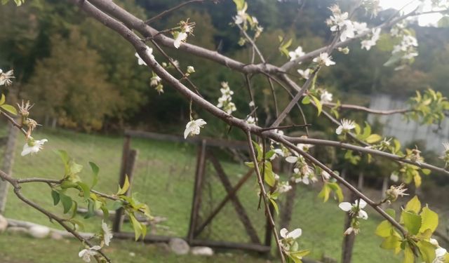 Erik ağacı ekim ayında çiçek açtı