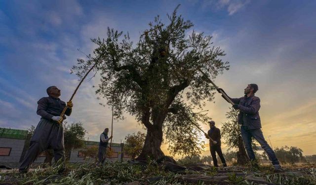 Gaziantep ve bölgede zeytin hasadı başladı