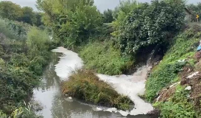 Gemlik Körfezi’nde kirlilik endişeye yolaçıyor