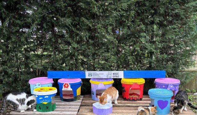 Geri dönüştürülen kovalar kedi oteline dönüştü