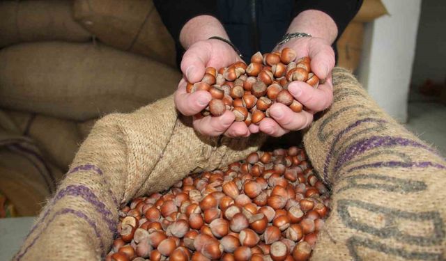 Giresun’da fındık fiyatları haftayı 315 liradan kapattı