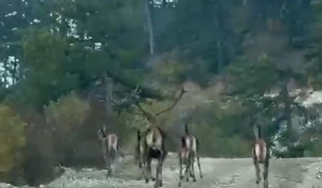 Göynük’te geyik sürüsü kameraya yansıdı