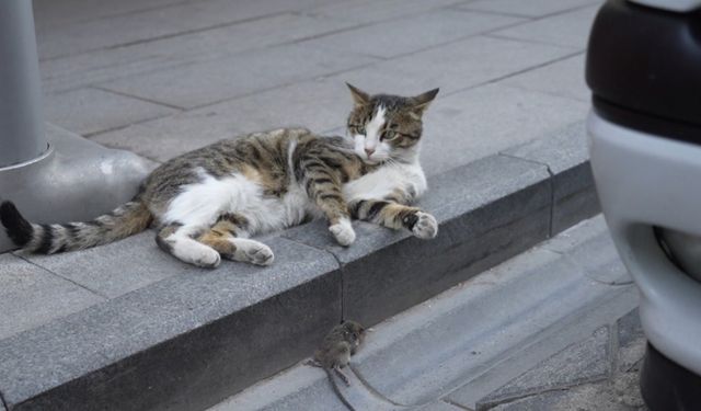 Gümüşhane’de kedi avladığı fareyle oynarken kameralara yakalandı