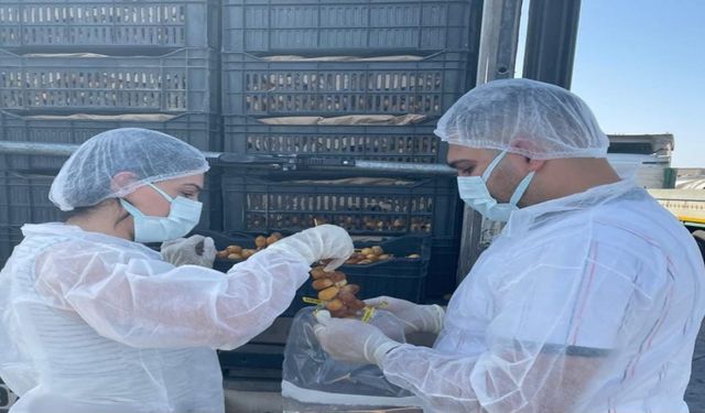 Habur Sınır Kapısında taze hurma ithalatına sıkı denetim