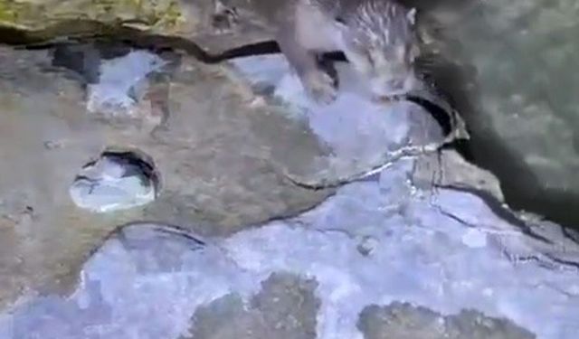 Halfeti’de su samuru görüldü