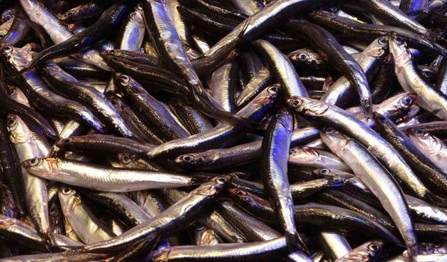 Hamsinin ihracatına boy engeli