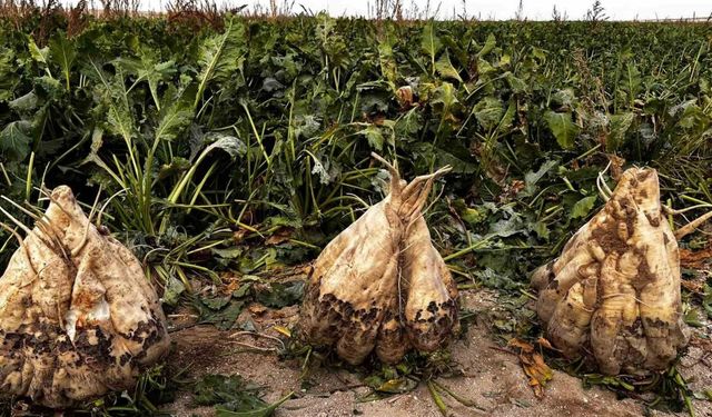 Hasat edilen 24 kiloluk şeker pancarları şaşırttı