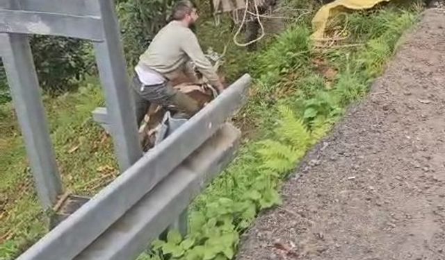 İneği vinçle düştüğü yamaçtan kurtardılar