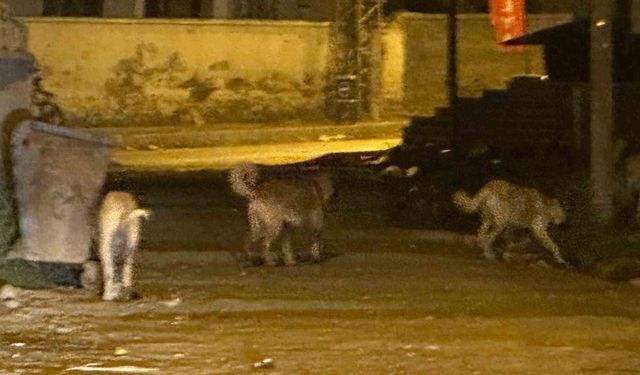 Kağızman’da sokak köpekleri tehlike saçıyor: Vatandaşlar ve veliler tedirgin