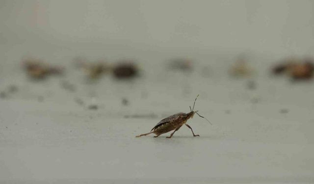 Kahverengi kokarca istilası vatandaşları tedirgin ediyor