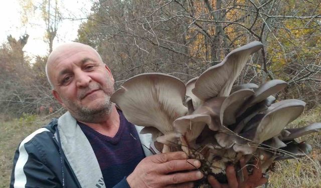 Kanlıca mantarı vatandaşların ilgi odağı oldu