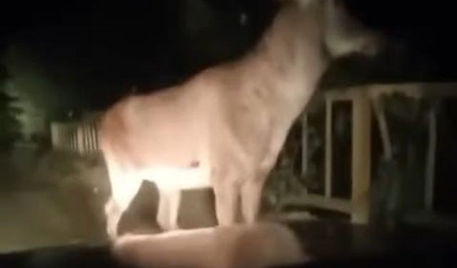 Karabük ormanlarında erkek geyik ve karaca görüntülendi