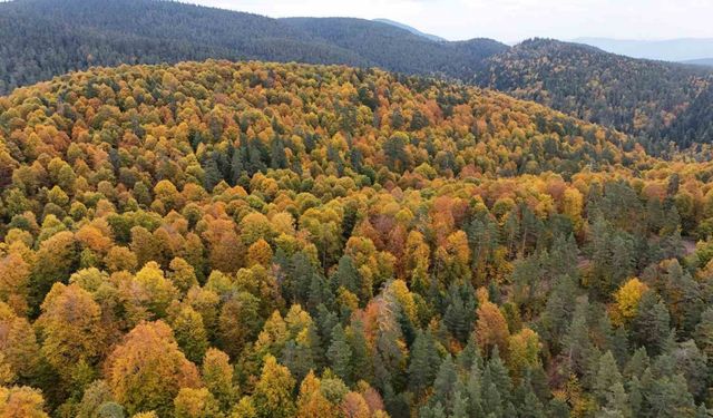Karabük ormanlarındaki sonbahar renkleri mest ediyor