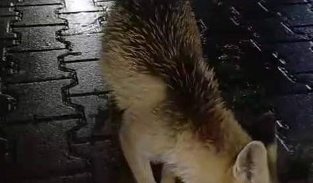 Karabük’te tır sürücüsü tilkiyi ekmekle besledi