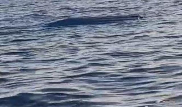 Karadeniz kıyılarında bir insansız deniz aracı şüphesi daha