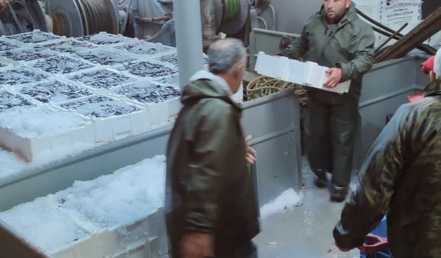 Karadeniz’de hamsi bolluğu