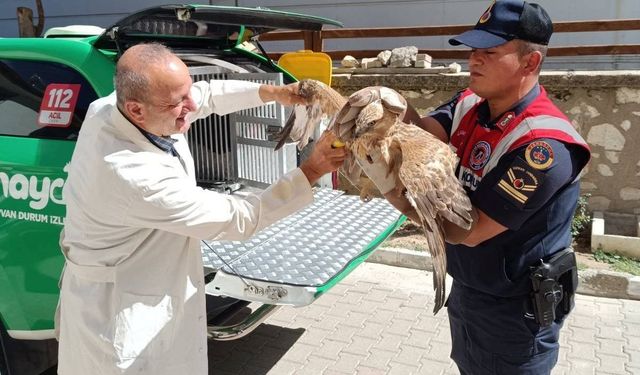 Karaman’da yaralı bulunan kızıl şahin koruma altına alındı