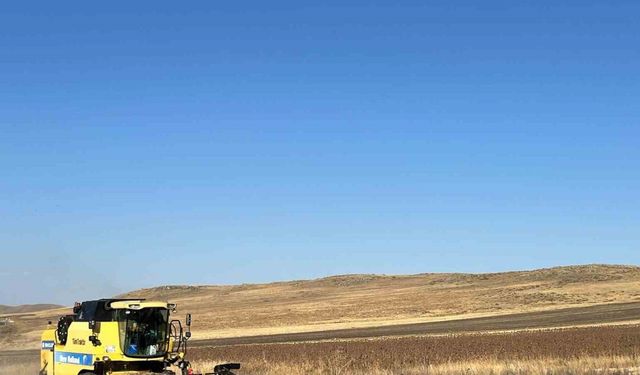 Kars’ta Ayçiçeği hasadı başladı