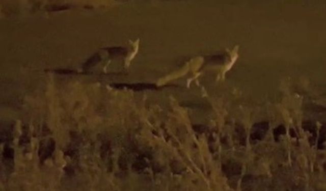 Kars’ta havalar soğudu tilkiler köye indi