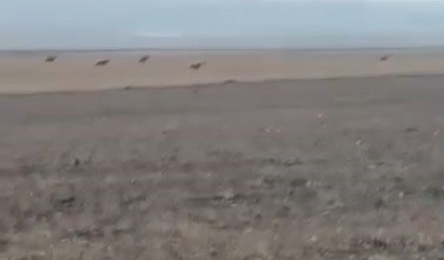 Kars’ta köye inen kurt sürüsü kamerada