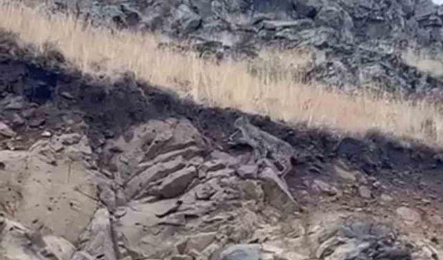 Kars’ta ormanların hayaleti vaşak kameraya yansıdı