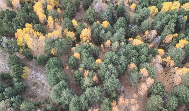 Kars’ta sonbaharda renk cümbüşü yaşanıyor
