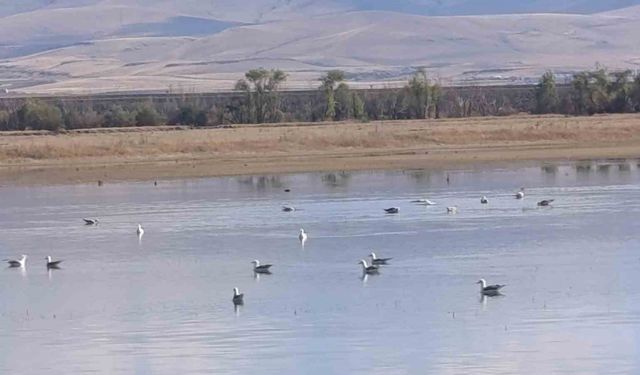 Kars’ta sulak alanlar yaban kuşlarını ağırlıyor