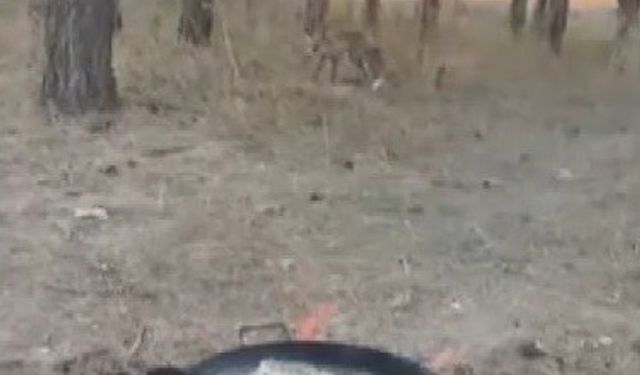 Kars’ta tilkiler yerleşim yerlerinde cirit atıyor