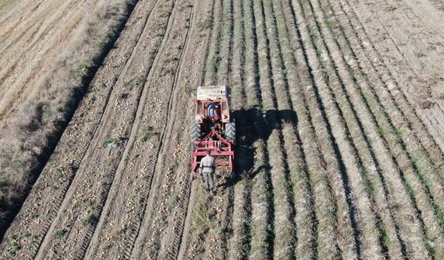 Kastamonu’da patates hasadı sürüyor