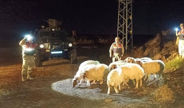 Kilis’te kaybolan 11 koyun jandarma ekiplerince bulundu