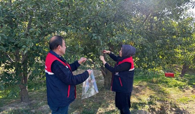 Kiraz ve vişne de zararlılara karşı numune alındı