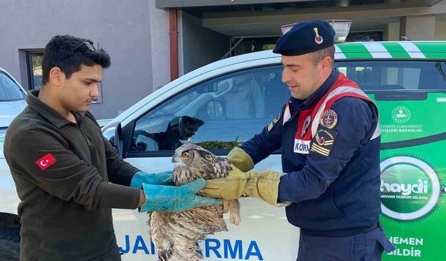 Kırıkkale’de yaralı puhu kuşu tedaviyle yaşama döndü