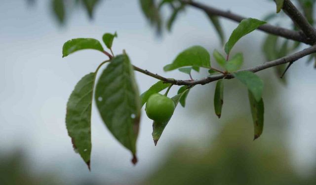 Kış ayına günler kala çiçek açan erik ağaçları meyve verdi
