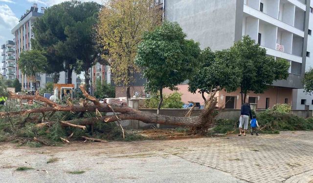 Kuruyan çam ağacı ağırlığa dayanamayarak yol devrildi
