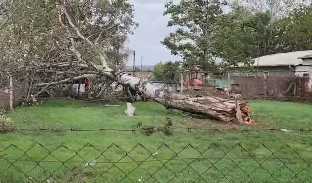 Lodos sebebiyle ağaç ve elektrik direği devrildi