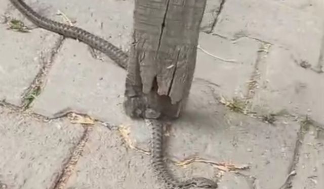 Mahallelinin korkulu rüyası olan yılan, 3 günlük nöbet sonrası yakalandı